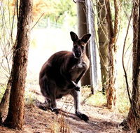 Great Ocean Road Wildlife Park - Holiday Great Ocean Road