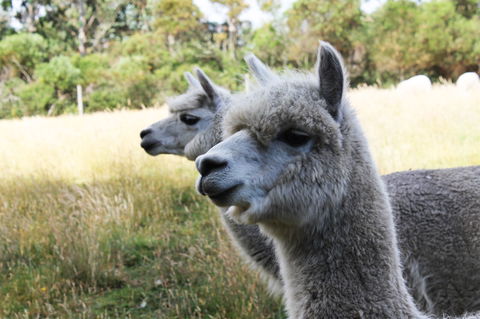 Great Ocean Road Wildlife Park - Holiday Great Ocean Road 1