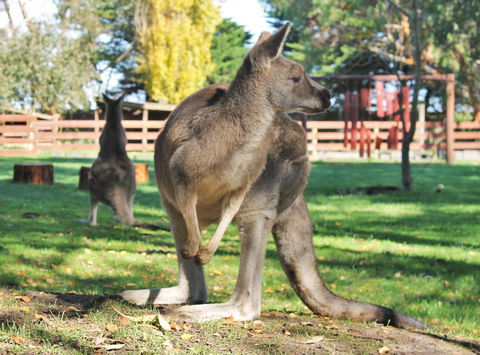 Great Ocean Road Wildlife Park - Holiday Great Ocean Road 4