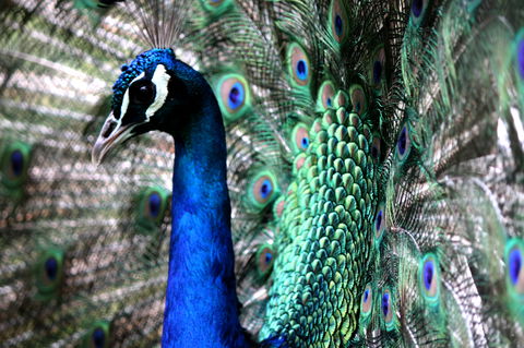 Great Ocean Road Wildlife Park - Holiday Great Ocean Road 5