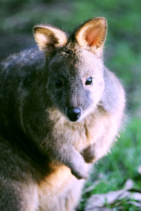 Great Ocean Road Wildlife Park - Holiday Great Ocean Road 6