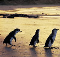 Phillip Island Nature Park - Holiday Great Ocean Road