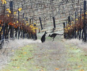 Blue Pyrenees Estate - Holiday Great Ocean Road 0