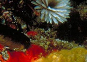 Point Cooke Marine Sanctuary - Holiday Great Ocean Road 0