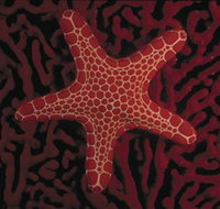 Port Phillip Heads Marine National Park - Holiday Great Ocean Road