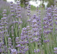 Warratina Lavender Farm - Holiday Great Ocean Road