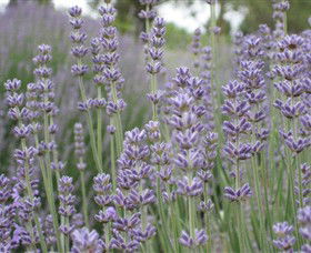 Warratina Lavender Farm - Holiday Great Ocean Road 0