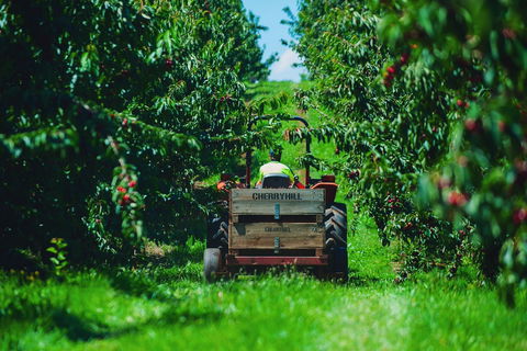 Cherryhill Orchards - Holiday Great Ocean Road 7