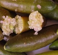 Sandy Creek Olives and Finger Limes