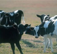Bodalla Dairy Cheese Factory - Holiday Great Ocean Road