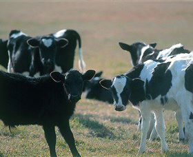 Bodalla Dairy Cheese Factory - Holiday Great Ocean Road 0