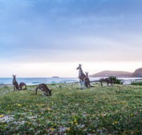 Pebbly Beach - Holiday Great Ocean Road