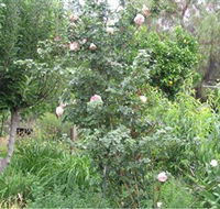 Tombstone Estate Vineyard - Holiday Great Ocean Road