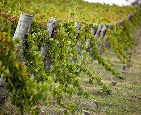 Moothi Estate Vineyard And Cellar Door - Holiday Great Ocean Road 1