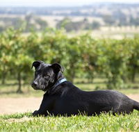 Moothi Estate Vineyard and Cellar Door - Holiday Great Ocean Road