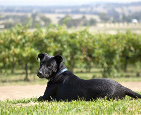 Moothi Estate Vineyard And Cellar Door - Holiday Great Ocean Road 0