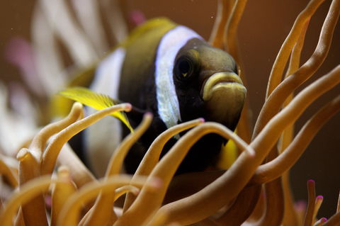 Solitary Islands Aquarium - Holiday Great Ocean Road 1