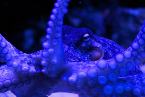 Solitary Islands Aquarium - Holiday Great Ocean Road 2