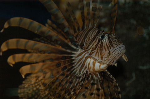 Solitary Islands Aquarium - Holiday Great Ocean Road 4