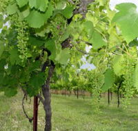 Holland Wines - Holiday Great Ocean Road