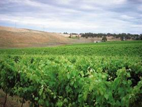 Uleybury Wines - Holiday Great Ocean Road 2