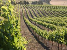 Kilikanoon Wines Cellar Door - Holiday Great Ocean Road 1
