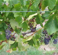 Dinny Goonan Wines - Holiday Great Ocean Road