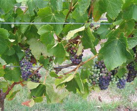 Dinny Goonan Wines - Holiday Great Ocean Road 0