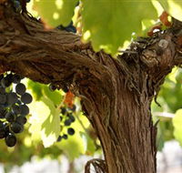 Blackjack Vineyards - Holiday Great Ocean Road