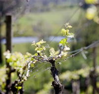 Whistling Eagle Vineyard - Holiday Great Ocean Road