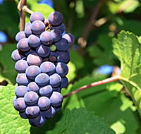 Tinderbox Vineyard - Holiday Great Ocean Road