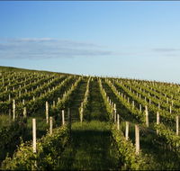 Delamere Vineyard