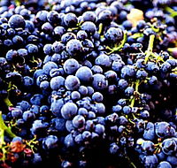 Tolpuddle Vineyard - Holiday Great Ocean Road