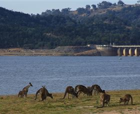 Inland Waters Holiday Parks Wyangala Waters - Holiday Great Ocean Road 3