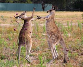 Inland Waters Holiday Parks Wyangala Waters - Holiday Great Ocean Road 2