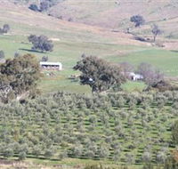 Wymah Organic Olives and Lambs - Holiday Great Ocean Road