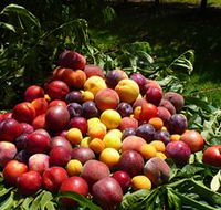 Rayner's Orchard - Holiday Great Ocean Road