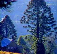 Bunya Mountains National Park - Holiday Great Ocean Road