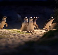 Phillip Island Nature Parks - Holiday Great Ocean Road