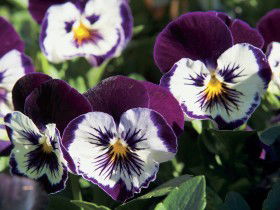 Newtown Park State Rose Garden - Holiday Great Ocean Road 0