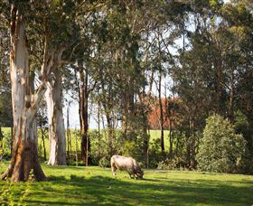 Ungulla Country Garden - Holiday Great Ocean Road 8