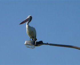 Bailey's Sydney - Tours For People Who Don't Like Tours - Holiday Great Ocean Road 3