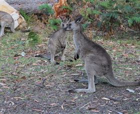 East Coast Adventure Bus - Holiday Great Ocean Road 4