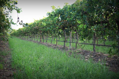 Bunnamagoo Wines - Holiday Great Ocean Road 2
