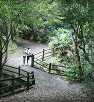 Blackbutt Reserve - Holiday Great Ocean Road 3