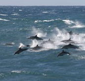 Tamboi Queen Cruises - Holiday Great Ocean Road