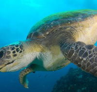 Byron Bay Dive Centre - Holiday Great Ocean Road