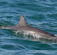 Byron Bay Dolphin Wildlife Tours - Holiday Great Ocean Road