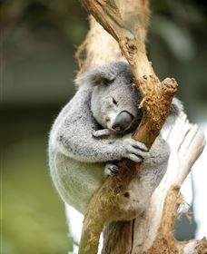 VIP Aussie Gold - Holiday Great Ocean Road 1