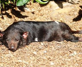 Symbio Wildlife Park - Holiday Great Ocean Road 0
